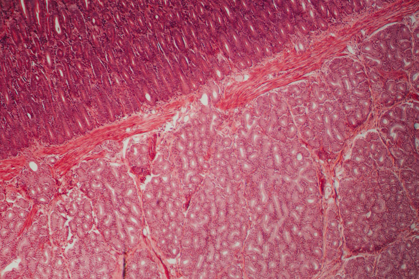 Stomach Tissue Diagram